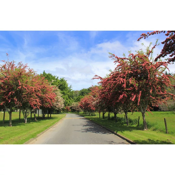 Crataegus laevigata 'Paul's Scarlet' - Díszgalagonya