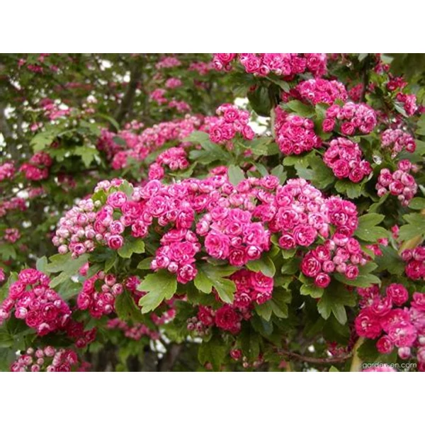 Crataegus laevigata 'Paul's Scarlet' - Díszgalagonya