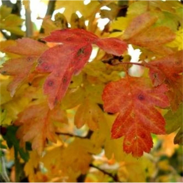 Crataegus laevigata 'Paul's Scarlet' - Díszgalagonya