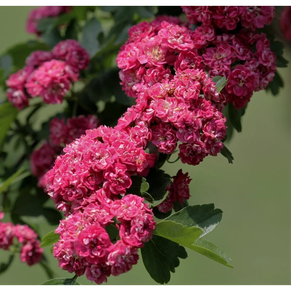 Crataegus laevigata 'Paul's Scarlet' - Díszgalagonya