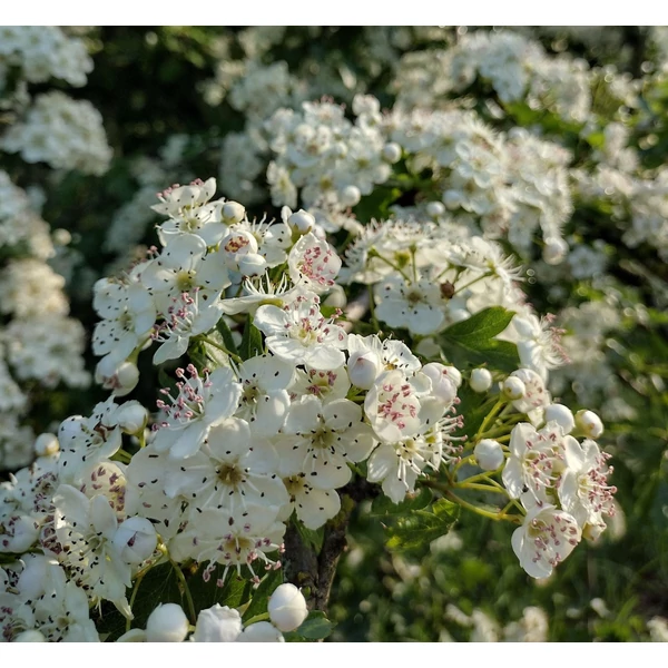 Crataegus monogyna - Egybibés galagonya