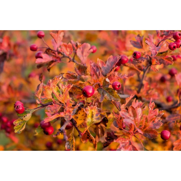 Crataegus monogyna - Egybibés galagonya