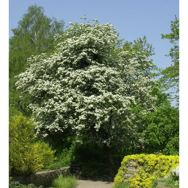 Crataegus monogyna - Egybibés galagonya
