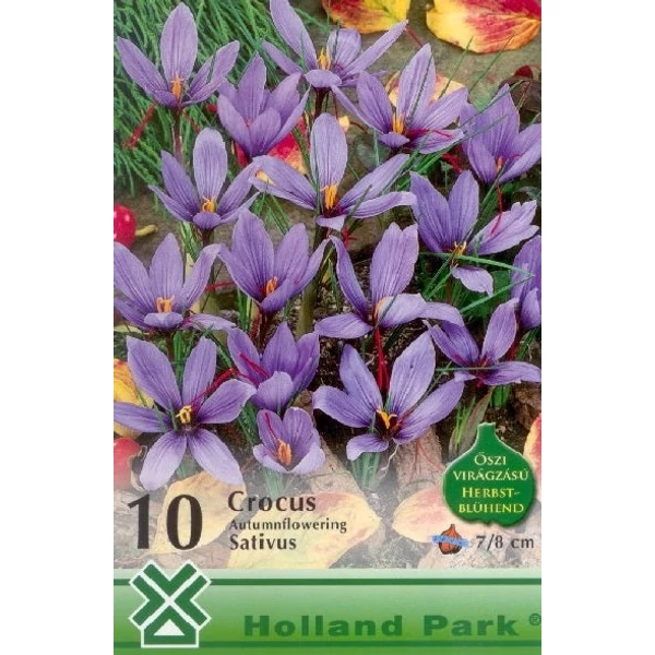 Crocus sativus - Valódi sáfrány