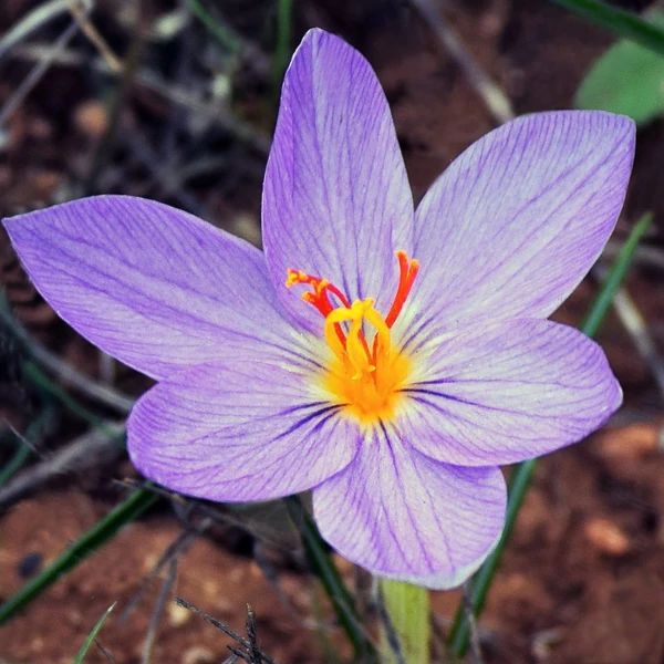 Crocus sativus - Valódi sáfrány
