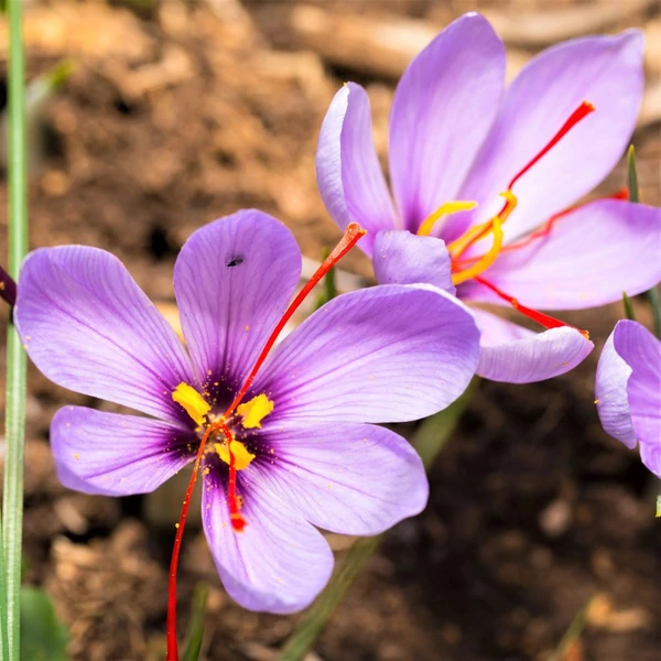 Crocus sativus - Valódi sáfrány