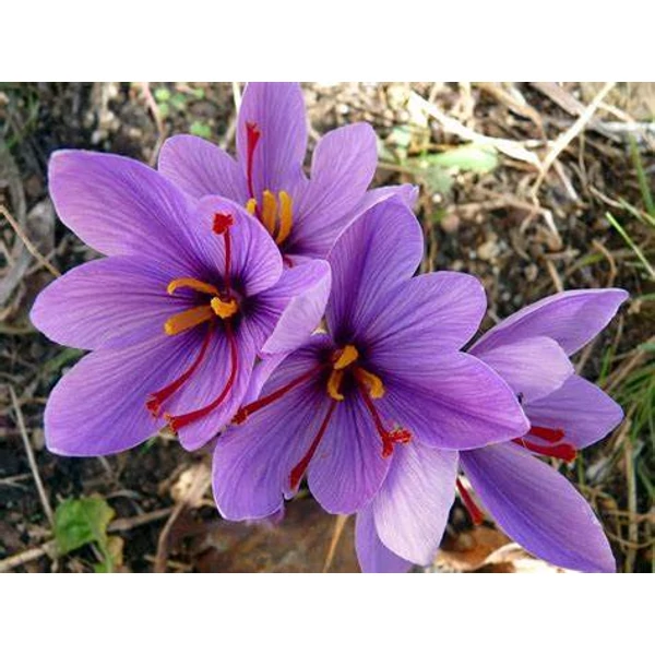 Crocus sativus - Valódi sáfrány