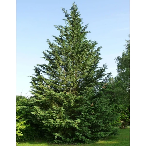 Cupressocyparis leylandii - Leyland ciprus