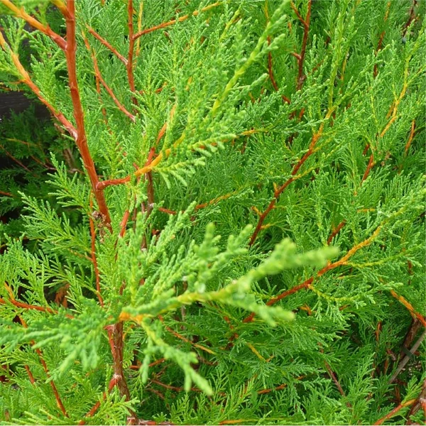 Cupressocyparis leylandii - Leyland ciprus