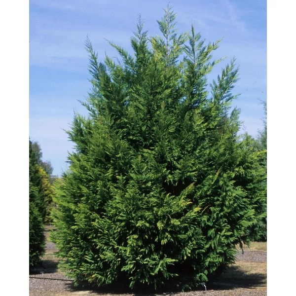 Cupressocyparis leylandii - Leyland ciprus