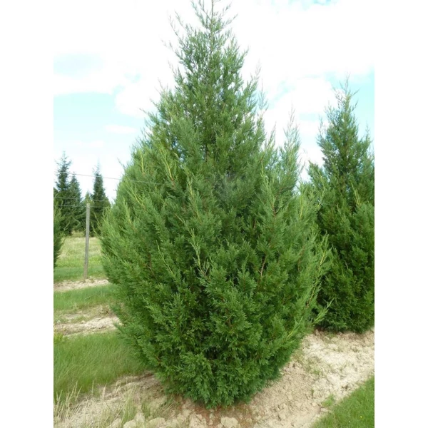 Cupressocyparis leylandii '2001' - Leyland ciprus