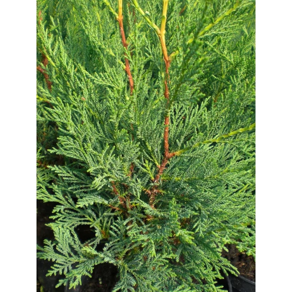 Cupressocyparis leylandii '2001' - Leyland ciprus