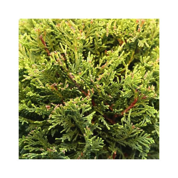 Cupressocyparis leylandii 'Castlewellan Gold' - Leyland ciprus