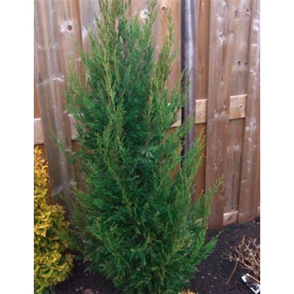 Cupressocyparis leylandii 'Green Rocket' - Leyland ciprus