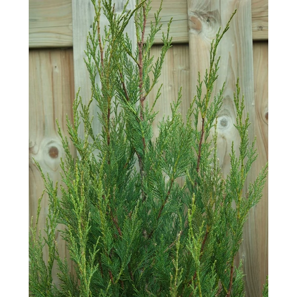 Cupressocyparis leylandii 'Green Rocket' - Leyland ciprus