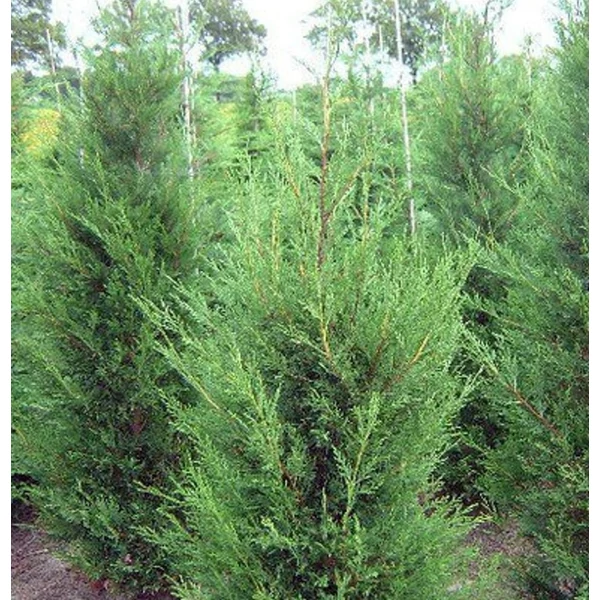 Cupressocyparis leylandii 'Green Rocket' - Leyland ciprus