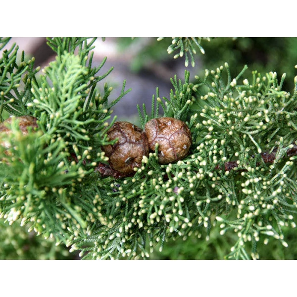 Cupressus sempervirens 'Totem' - Európai ciprus