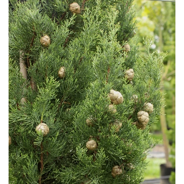 Cupressus sempervirens 'Totem' - Európai ciprus