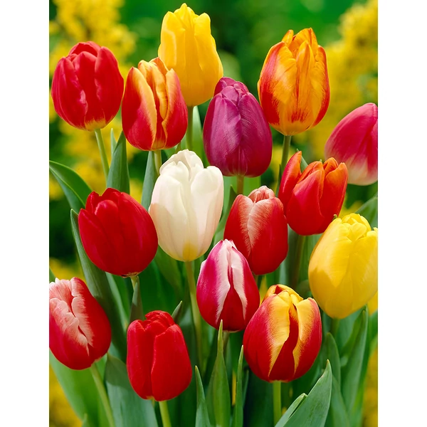 Tulipa - Darwin-hybrid tulipán színkeverék