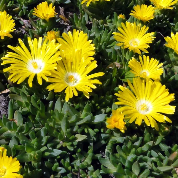 Delosperma congestum - Délvirág