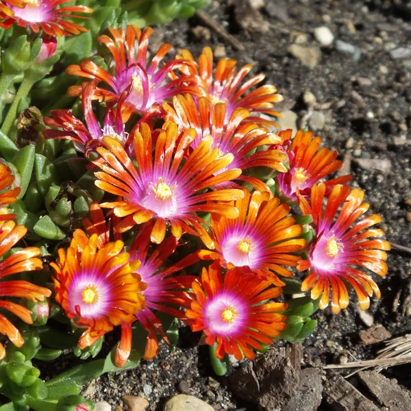 Delosperma 'Fire Spinner' - Délvirág, kristályvirág
