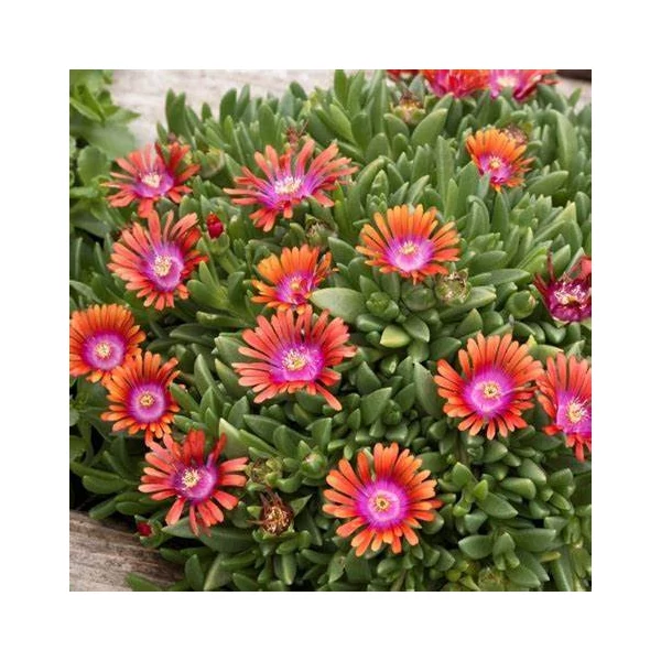 Delosperma 'Fire Spinner' - Délvirág, kristályvirág