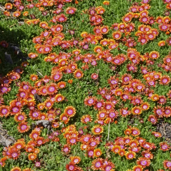 Delosperma 'Fire Spinner' - Délvirág, kristályvirág