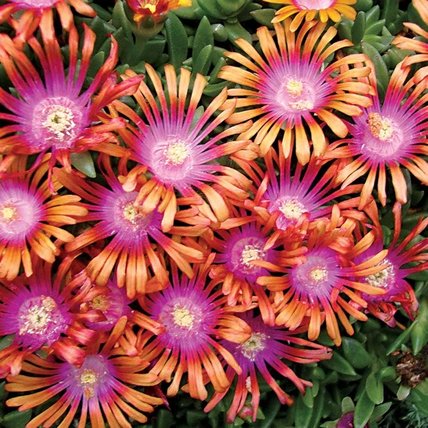 Delosperma 'Fire Spinner' - Délvirág, kristályvirág
