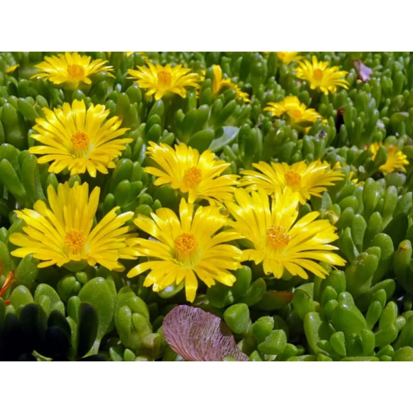 Delosperma nubigenum - Délvirág, kristályvirág