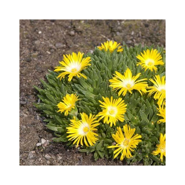 Delosperma nubigenum - Délvirág, kristályvirág