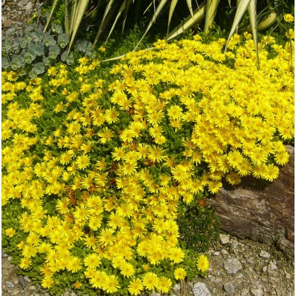 Delosperma nubigenum - Délvirág, kristályvirág