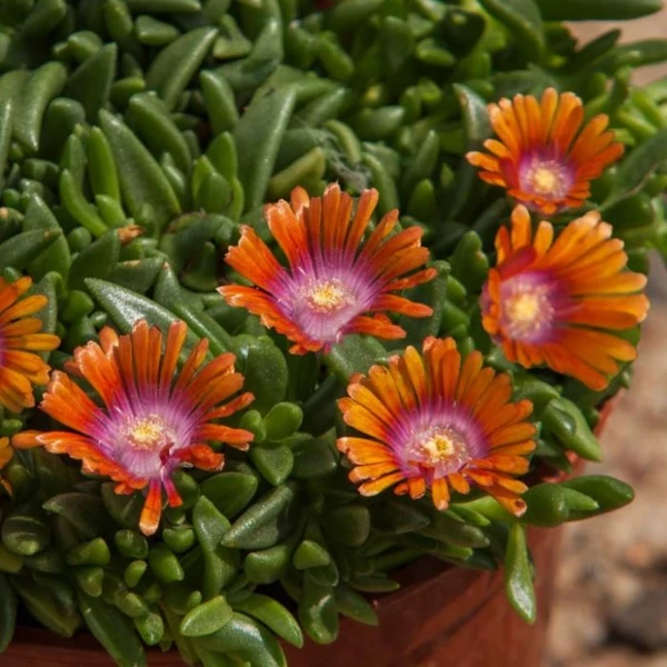 Delosperma 'Sundella Apricot' - Délvirág, kristályvirág