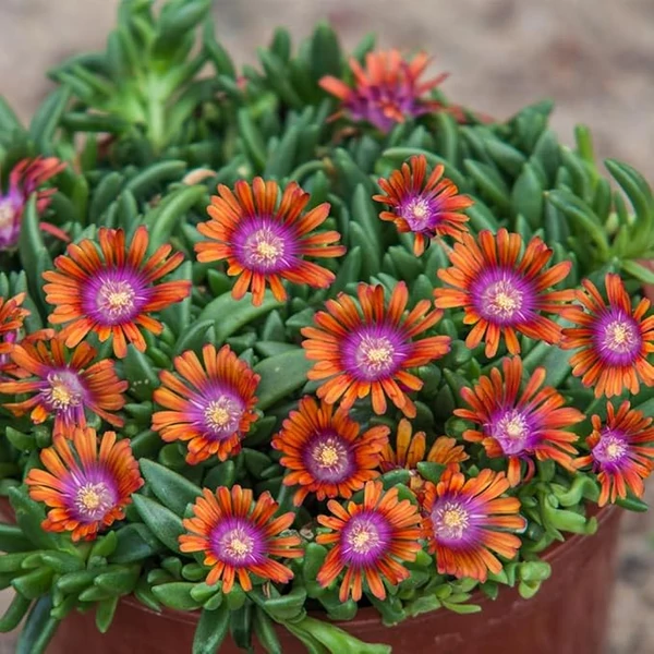 Delosperma 'Sundella Apricot' - Délvirág, kristályvirág