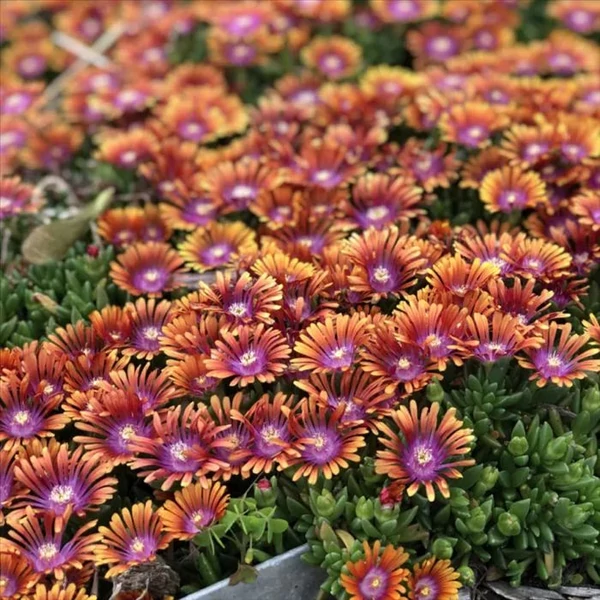 Delosperma 'Sundella Apricot' - Délvirág, kristályvirág