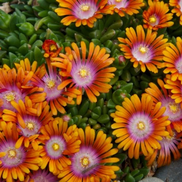 Delosperma 'Sundella Apricot' - Délvirág, kristályvirág