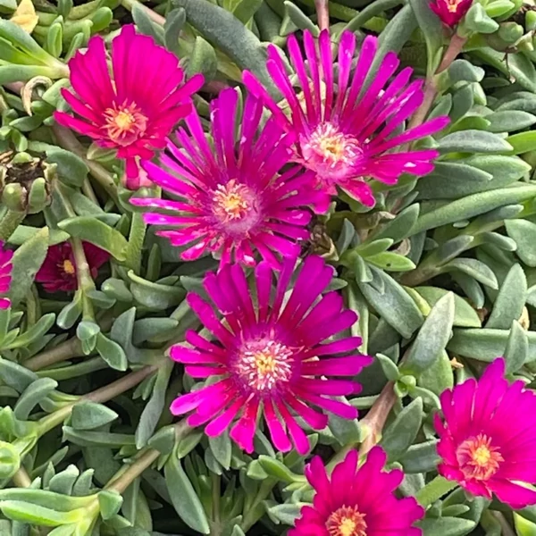 Delosperma 'Sundella Neon' - Délvirág, kristályvirág