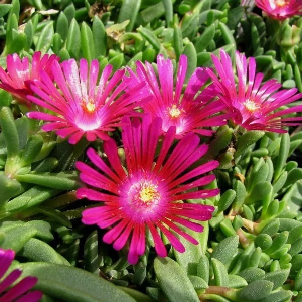Delosperma 'Sundella Neon' - Délvirág, kristályvirág