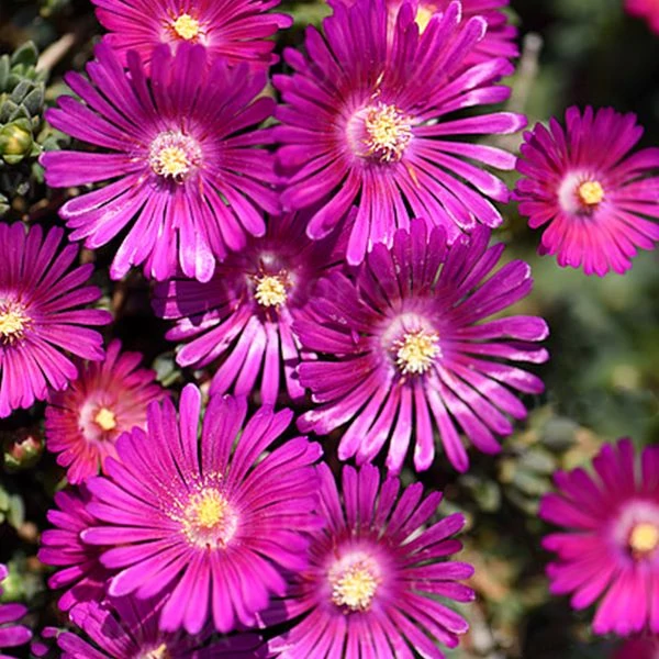 Delosperma 'Sundella Neon' - Délvirág, kristályvirág