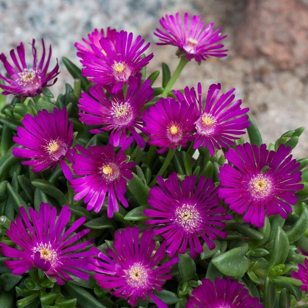 Delosperma 'Sundella Neon' - Délvirág, kristályvirág