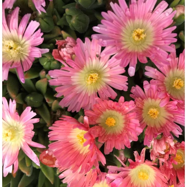 Delosperma sutherlandii 'Peach Star' - Délvirág