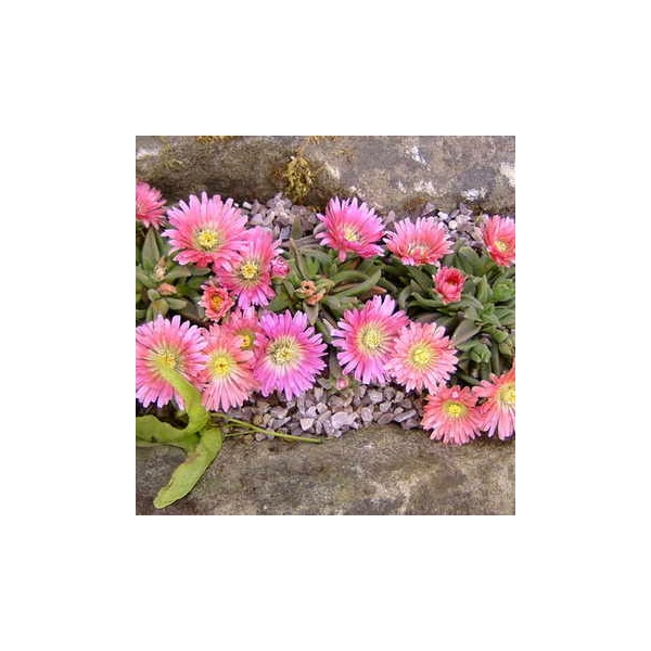 Delosperma sutherlandii 'Peach Star' - Délvirág
