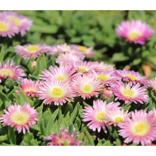 Delosperma sutherlandii 'Peach Star' - Délvirág