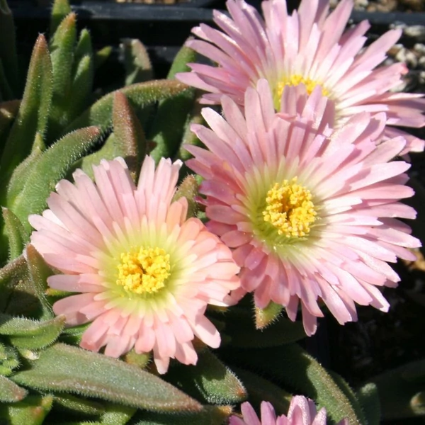 Delosperma sutherlandii 'Peach Star' - Délvirág