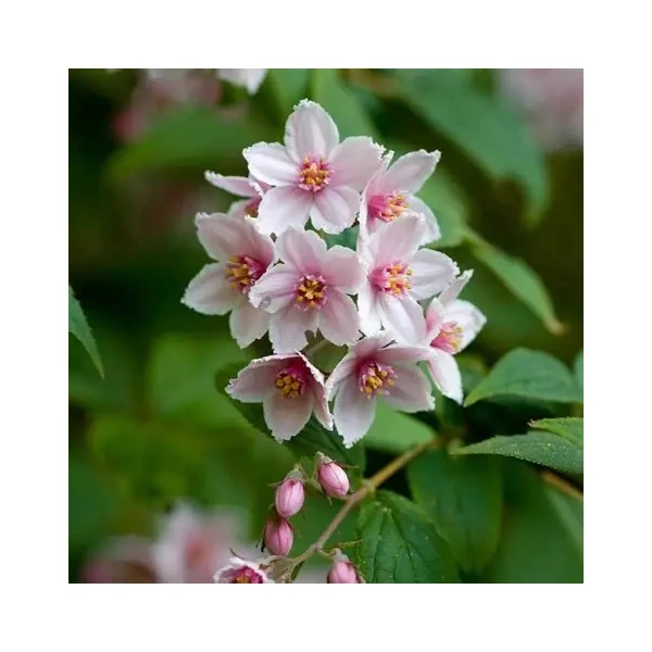 Deutzia hybrida 'Mont Rose' – Érdeslevelű gyöngyvirágcserje