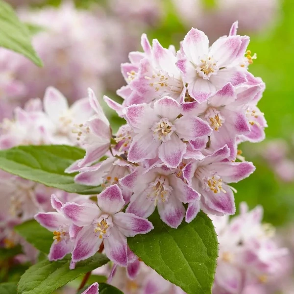 Deutzia 'Raspberry Sundae'® - Gyöngyvirágcserje