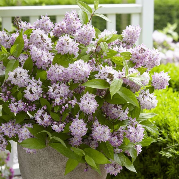 Deutzia 'Raspberry Sundae'® - Gyöngyvirágcserje