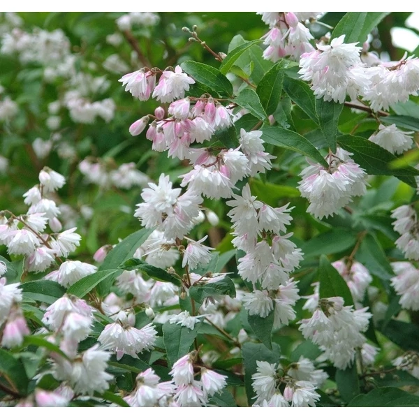 Deutzia scabra 'Plena' - Teltvirágú gyöngyvirágcserje