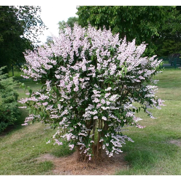 Deutzia scabra 'Plena' - Teltvirágú gyöngyvirágcserje