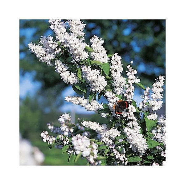 Deutzia scabra 'Plena' - Teltvirágú gyöngyvirágcserje