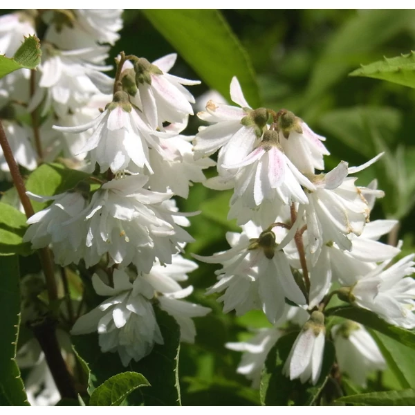 Deutzia scabra 'Plena' - Teltvirágú gyöngyvirágcserje